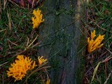 Calocera viscosa image