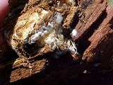 Boletellus mirabilis image