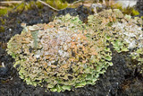 Cladonia pocillum image