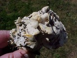 Cantharellus subalbidus image