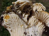 Cantharellus subalbidus image