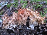 Ramaria rubripermanens image