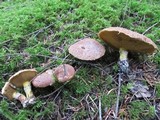 Suillus lakei image