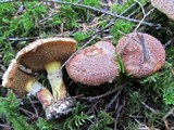 Suillus lakei image