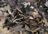 Psathyrella piluliformis image