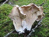 Cantharellus subalbidus image