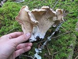 Cantharellus subalbidus image