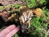 Ramaria acrisiccescens image