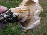 Tricholoma focale image