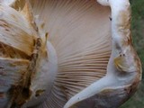 Tricholoma focale image