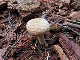 Chroogomphus tomentosus image