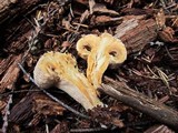 Chroogomphus tomentosus image