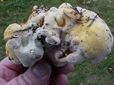 Cantharellus subalbidus image