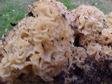 Sparassis crispa image