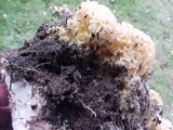 Sparassis crispa image