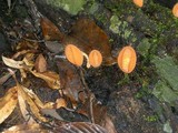 Cookeina tricholoma image