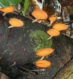 Cookeina tricholoma image