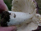 Russula grisea image