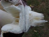 Russula grisea image