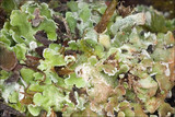 Cladonia pocillum image