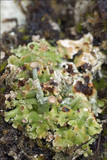 Cladonia pocillum image