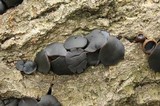 Bulgaria inquinans image