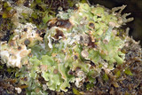Cladonia pocillum image