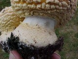 Amanita muscaria var. formosa image