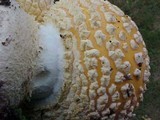 Amanita muscaria var. formosa image