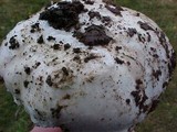 Amanita smithiana image