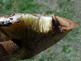 Suillus ochraceoroseus image