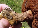 Suillus ochraceoroseus image