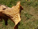 Gomphus kauffmanii image