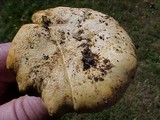 Cantharellus formosus image