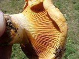 Cantharellus formosus image