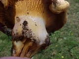 Cantharellus formosus image