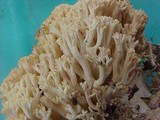 Ramaria botrytis image