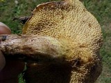 Suillus grevillei image