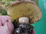 Suillus punctatipes image