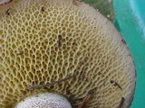 Suillus punctatipes image