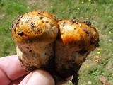 Tricholoma focale image