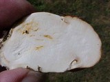 Tricholoma focale image