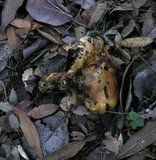 Suillus caerulescens image