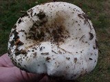 Russula cascadensis image
