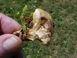 Suillus umbonatus image