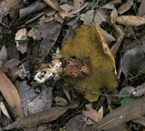 Suillus caerulescens image