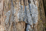Punctelia subrudecta image