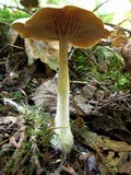 Gymnopus peronatus image