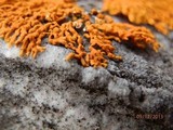 Xanthoria elegans image