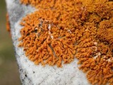 Xanthoria elegans image